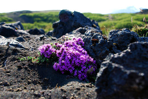 20090709182304 Island