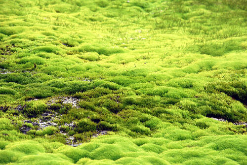 20090711191154 Island